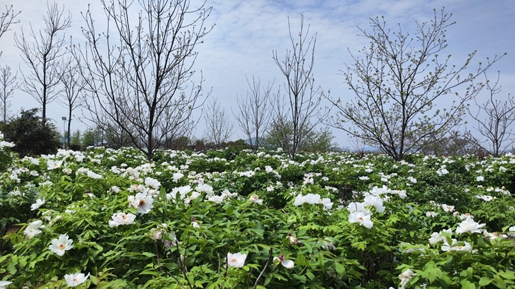 無錫宜興萬陽牡丹産業園：千畝牡丹激活“美麗經濟”