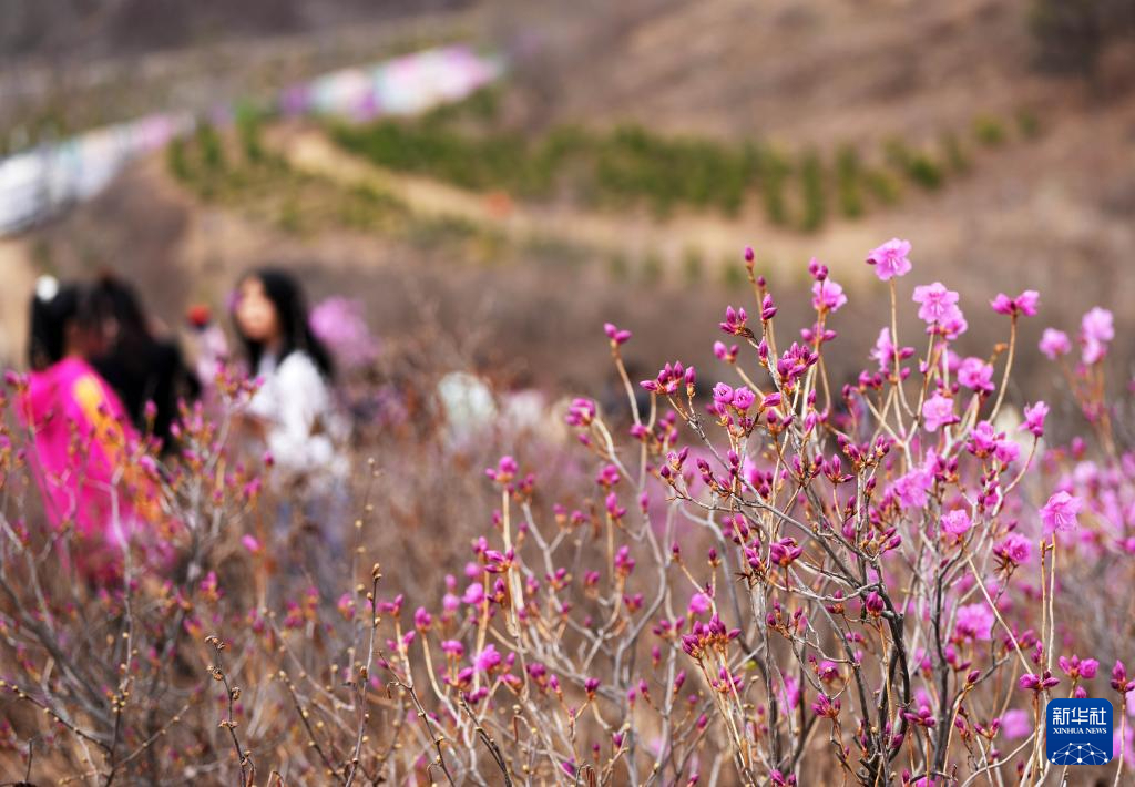 鞍山：映山紅花開