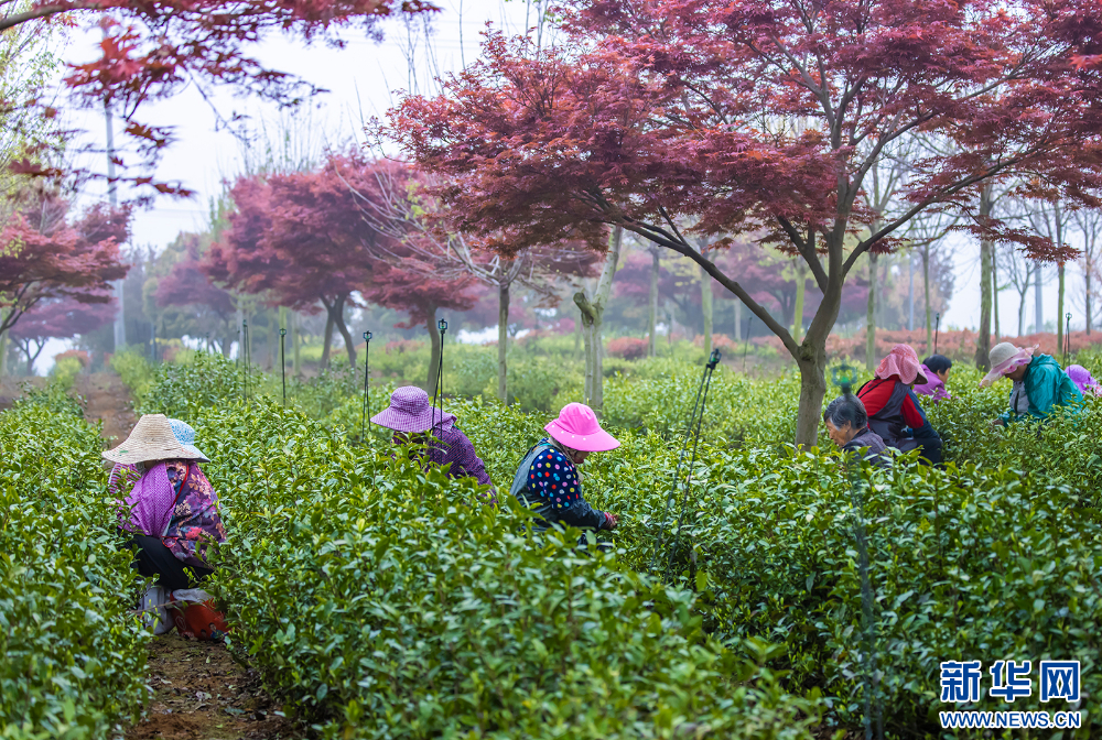 茶乡茶飘香 茶农采茶忙