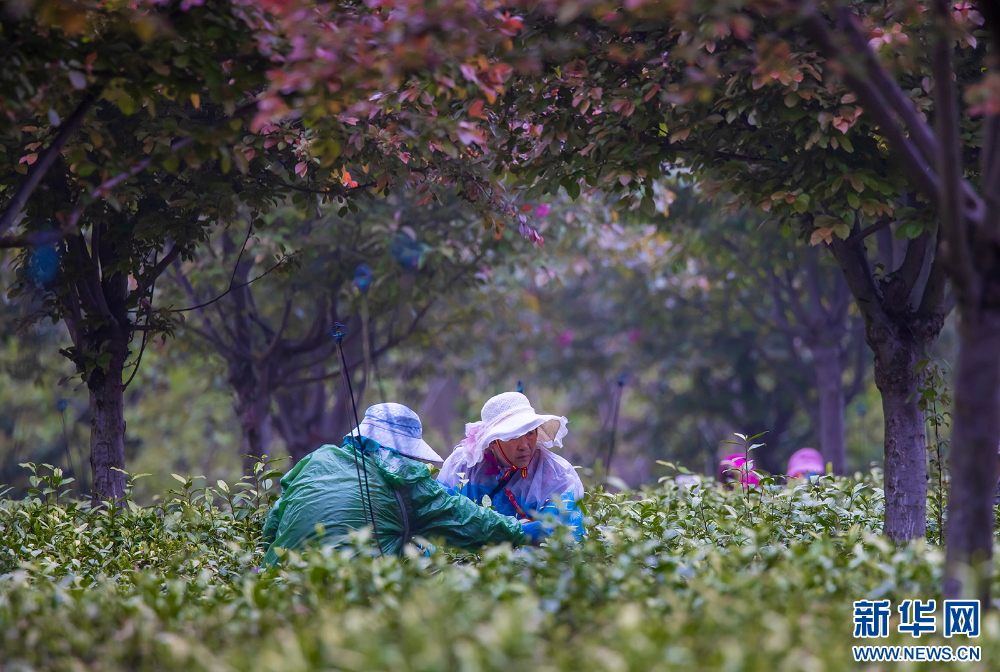 茶乡茶飘香 茶农采茶忙