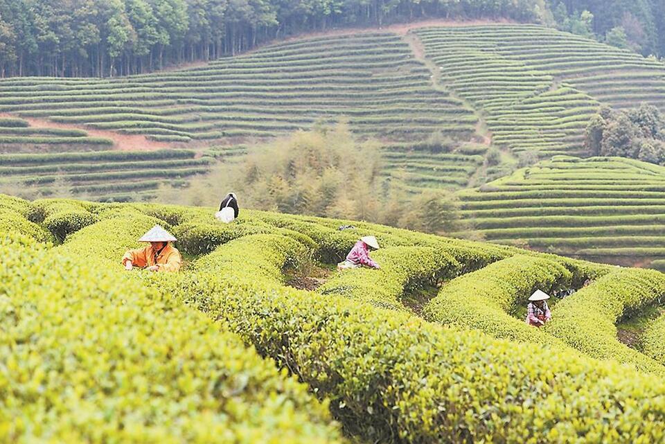 福建：当白茶遇上供应链金融_fororder_6845f642-7136-4eb2-b775-1e96629f932e