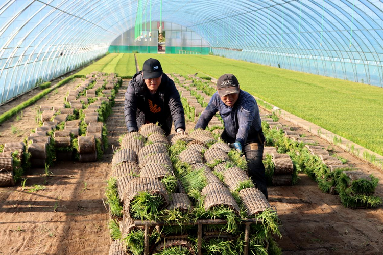 北大荒集團名山農場有限公司：記錄稻人之道_fororder_圖片1