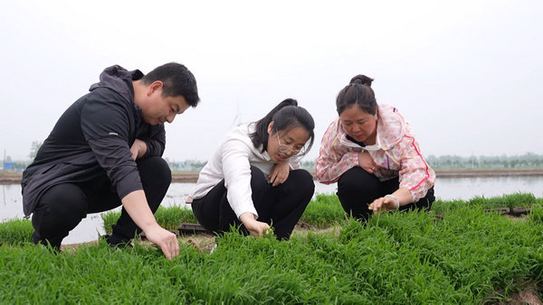 信阳固始：“一种两收” 再生稻开始大田移栽 种植面积达22万亩_fororder_3