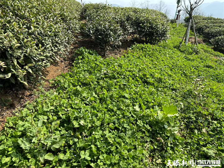 湄潭茶园：以草治草守护“干净茶”