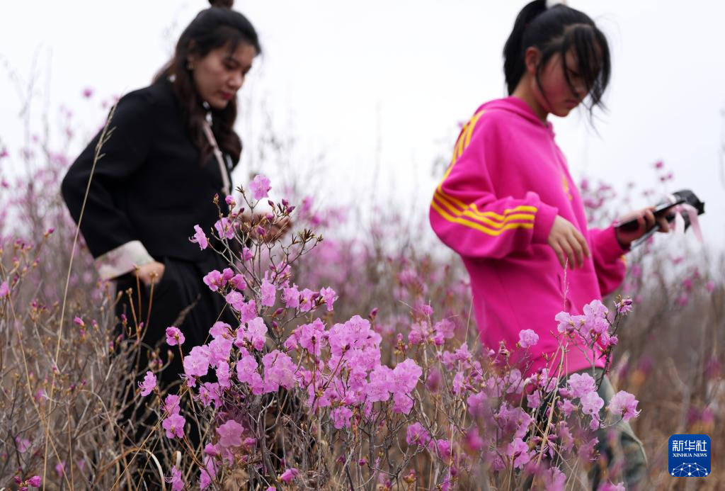 鞍山：映山紅花開