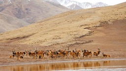 （转载）近百只白唇鹿现身四川长沙贡玛国家级自然保护区