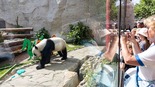旅俄大熊猫幸福生活“上新”了！这一家子过得挺巴适_fororder_2022年7月31日，人们在俄罗斯莫斯科动物园观看中国大熊猫“如意”。新华社记者白雪骐摄