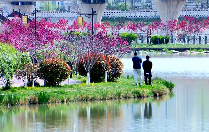 【原创】天水秦州：龙城日暖万物苏 春风十里花满城