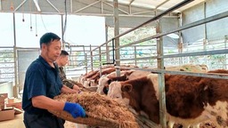 貴州水城：發展牛經濟 過上“牛”日子