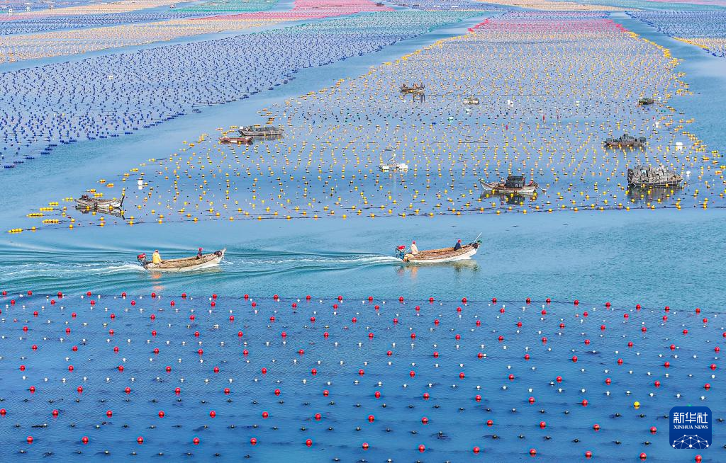 山東榮成：鮑魚“南北轉場”忙