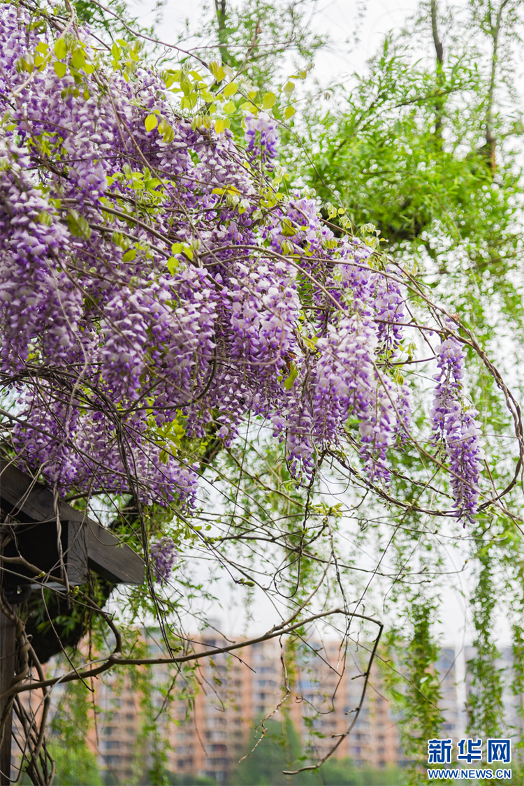 南京：百年紫藤花開如瀑 帶來春日浪漫