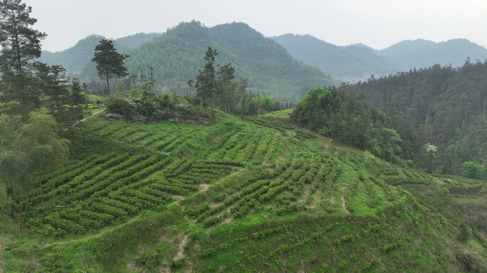 湖南新寧：春山採茶搶“鮮”忙
