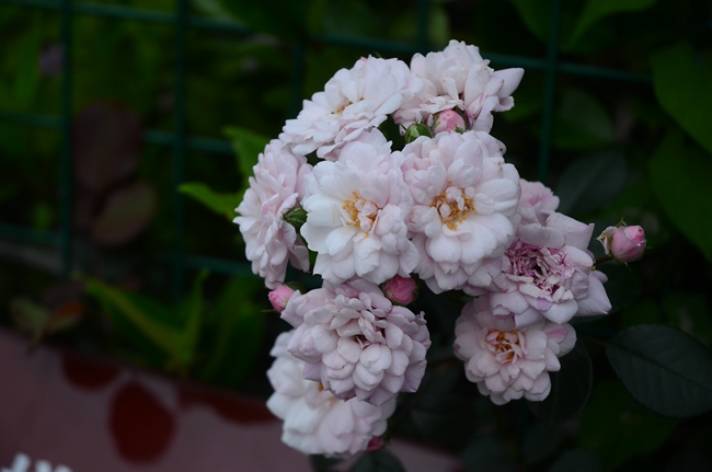 五一小长假 湖南省植物园邀您赴一场“玫瑰之约”