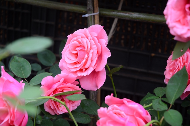五一小長假 湖南省植物園邀您赴一場“玫瑰之約”