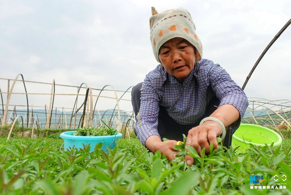 航拍贵州肇兴侗寨 秀水青山入画中