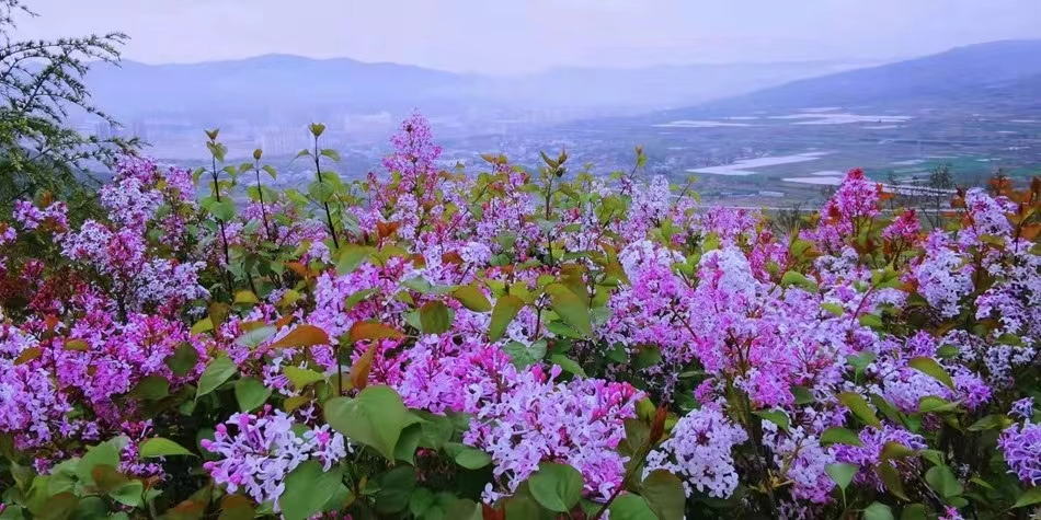 【丁香花開 “香”約清水】清水丁香的魅力法則_fororder_1