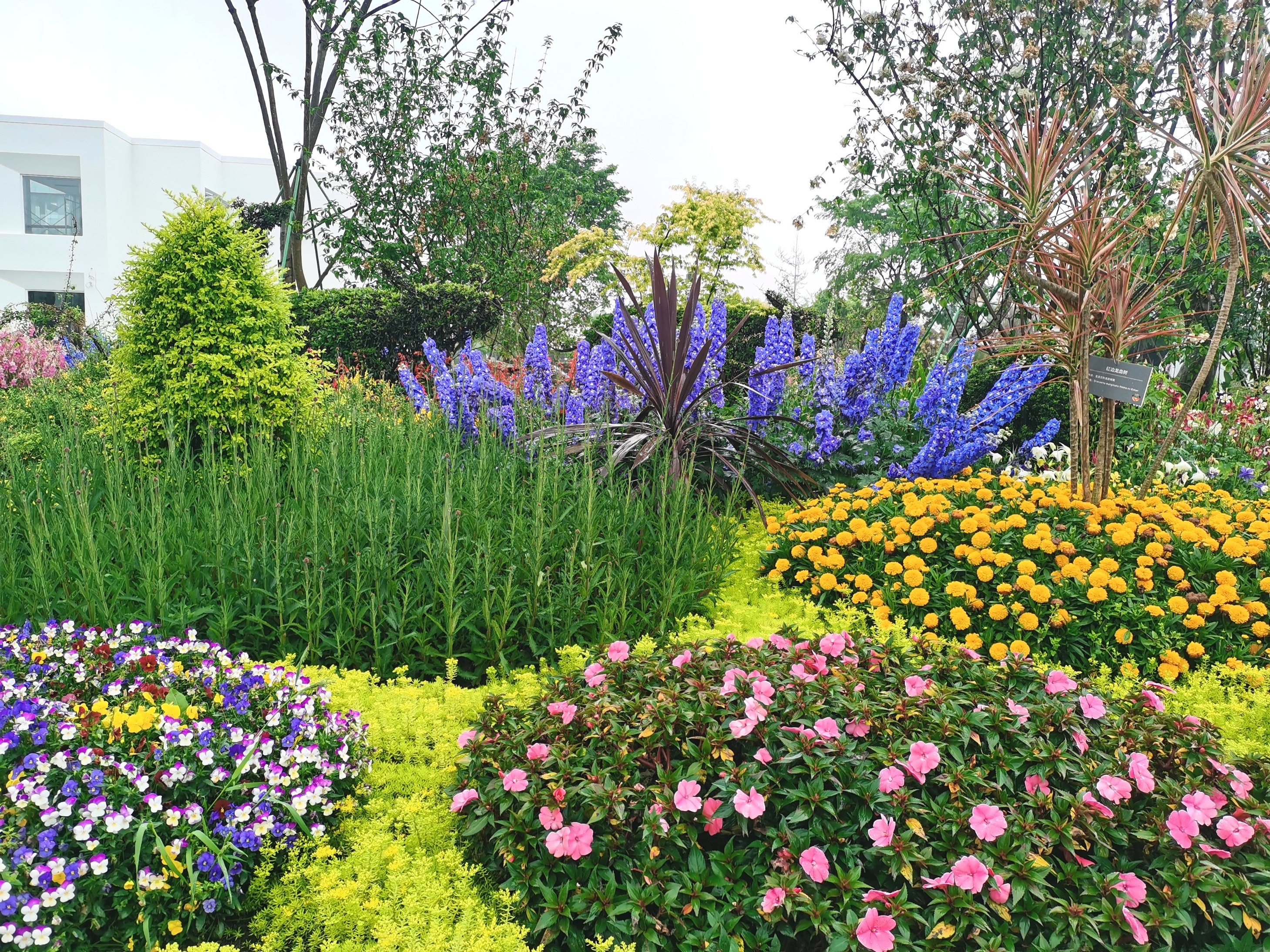 成都世园会探园 | 温江分会场：闻花香、观盆景、吃火锅 感受高品质园林生态生活_fororder_盛开的花卉
