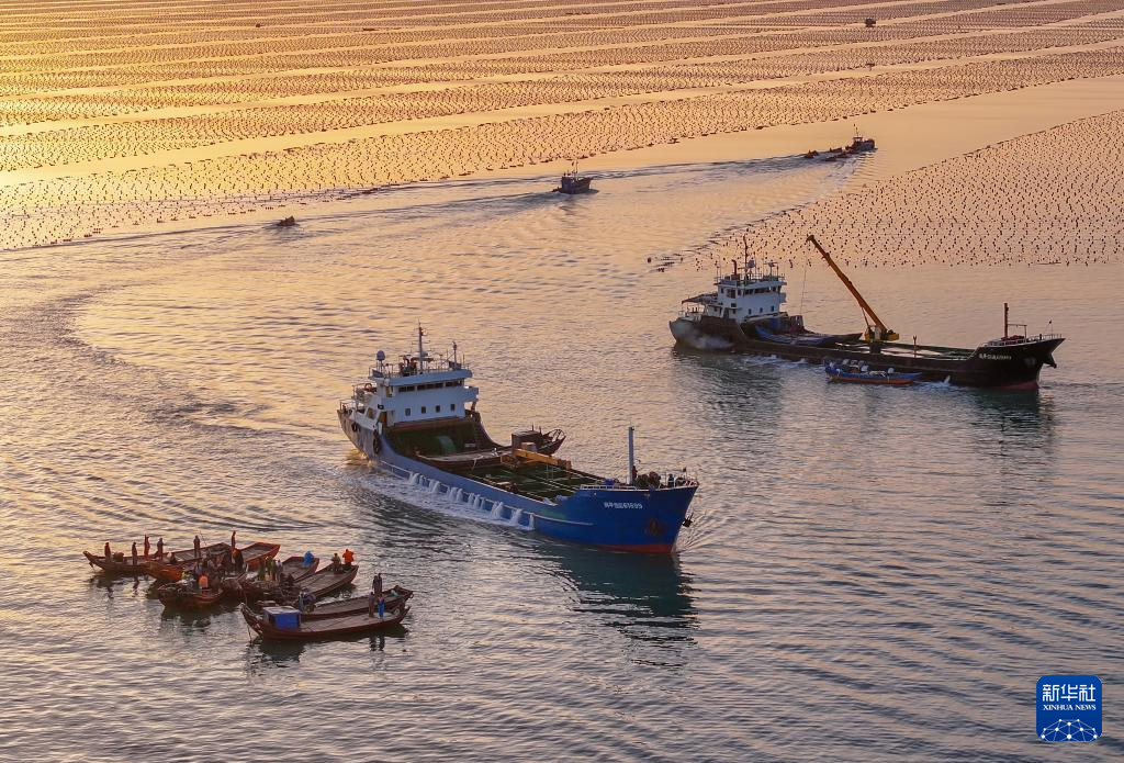 山東榮成：鮑魚“南北轉場”忙