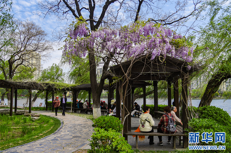 南京：百年紫藤花開如瀑 帶來春日浪漫