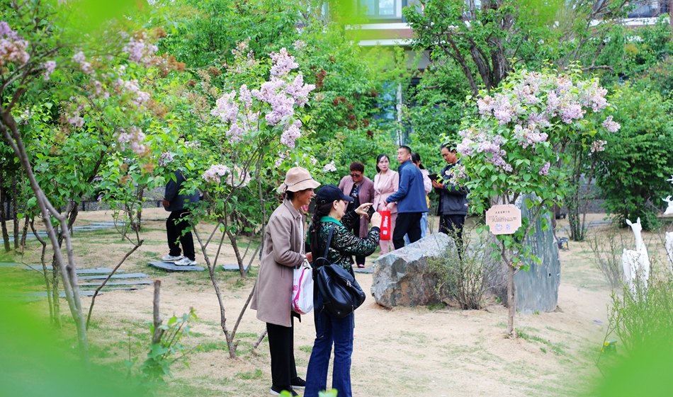 【丁香花开 “香”约清水】清水丁香的魅力法则_fororder_5