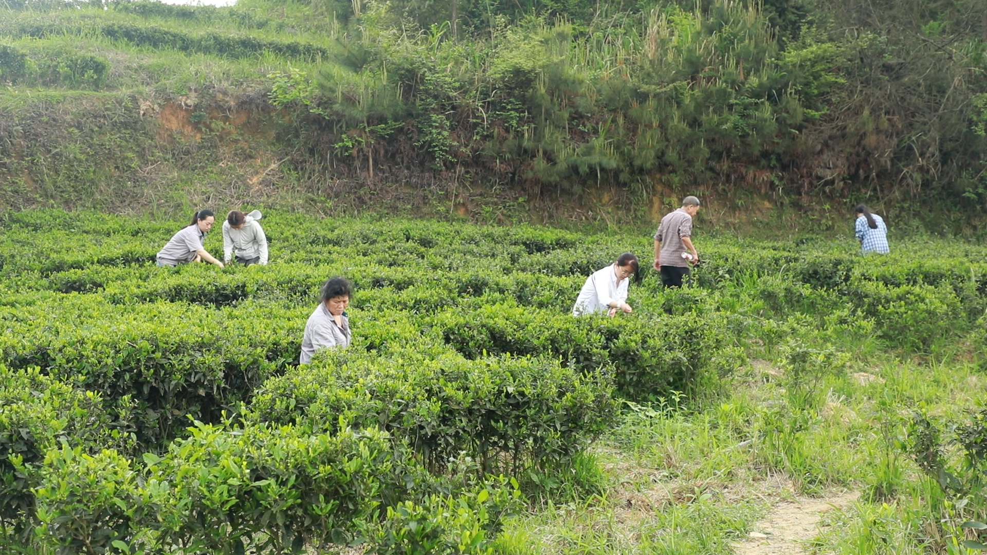 湖南新寧：春山採茶搶“鮮”忙