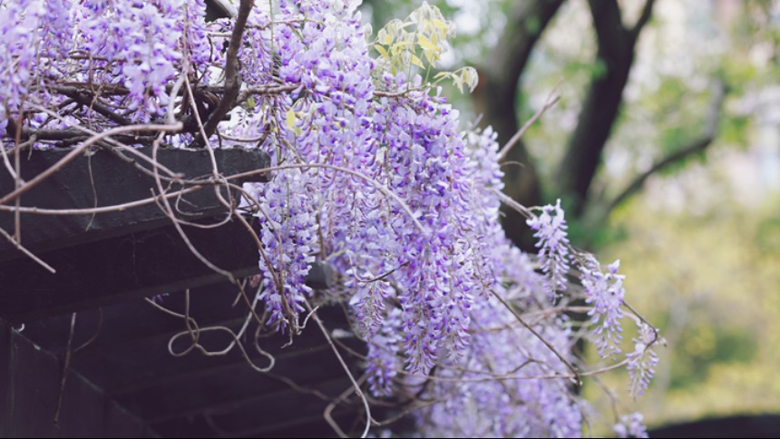 南京：百年紫藤花開如瀑 帶來春日浪漫