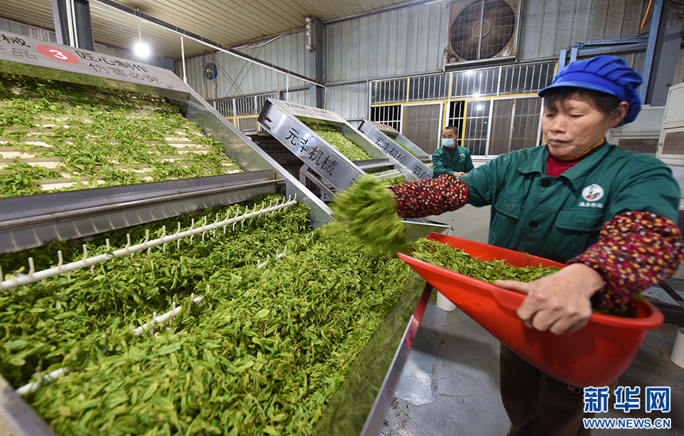 聚焦高质量发展丨楚茶越千年 产业奔千亿