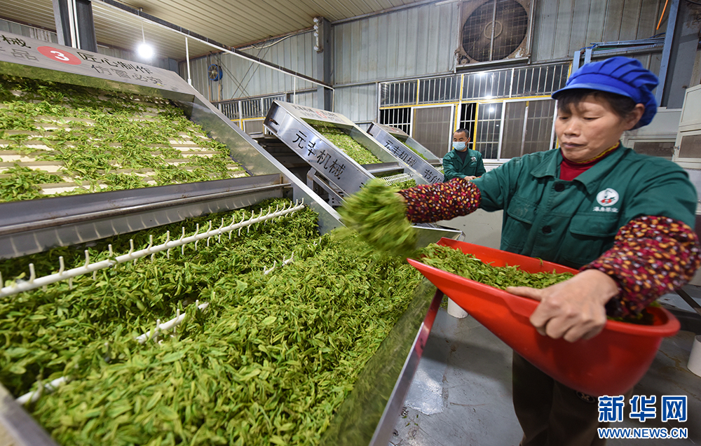 聚焦高品質發展丨楚茶越千年 産業奔千億