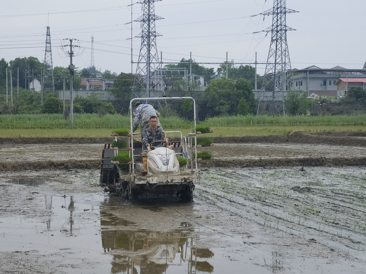 湖南衡山縣：90後“新農人”正成為種糧“生力軍”_fororder_圖片15