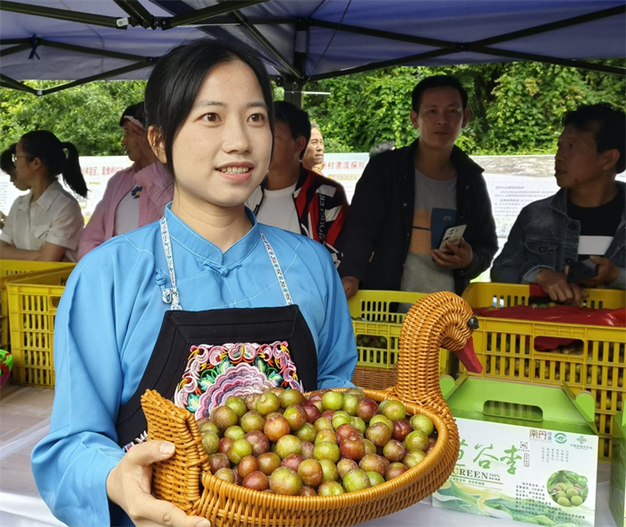 廣西南丹苞谷李開園採摘_fororder_圖片10