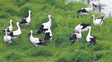 首次發現！ “鳥中國寶”東方白鸛在湖南繁殖