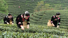  Leishan Silver Ball Tea Wins the Gold Award of China's Good Green Tea in Guizhou