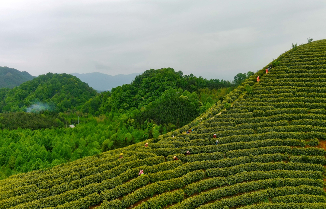 宣城旌德：生态茶园采茶忙_fororder_1