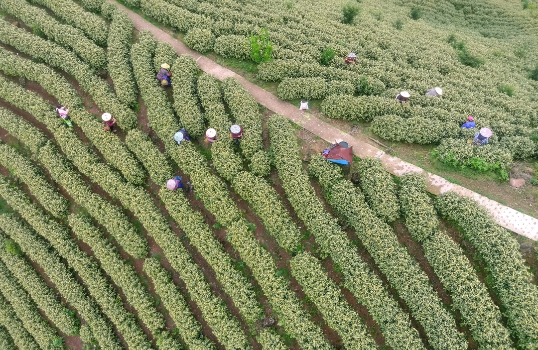 宣城旌德：生态茶园采茶忙_fororder_2