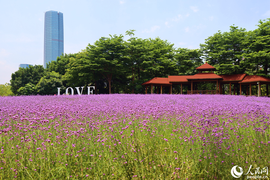 厦门逾万平方米柳叶马鞭草迎来盛花期