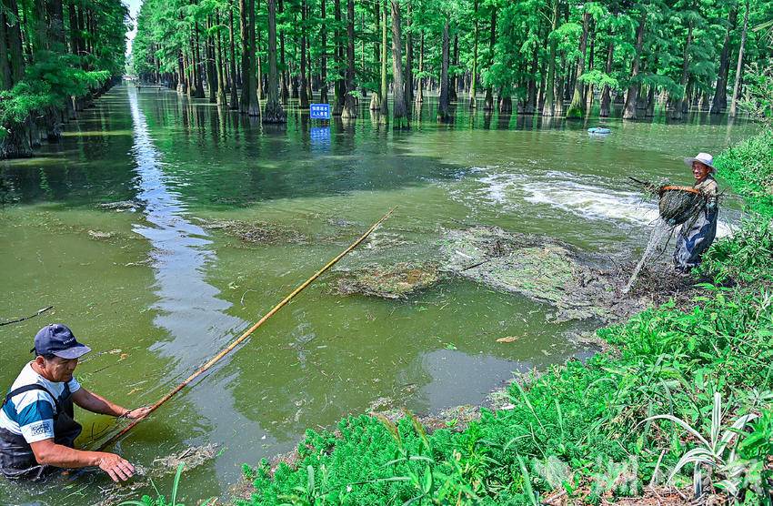 武漢市新洲區：漲渡湖清漂 護航水上森林“顏值”