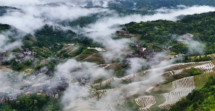 广西龙胜：初夏梯田 景色如画_fororder_图片5