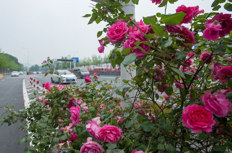 百万株月季绕城 最全的武汉街头赏花地图