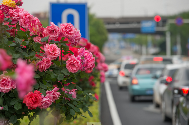 百万株月季绕城 最全的武汉街头赏花地图
