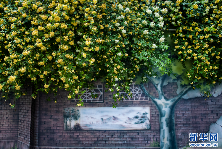 南京：木香花開 藏在小巷裏的“春天”也很美