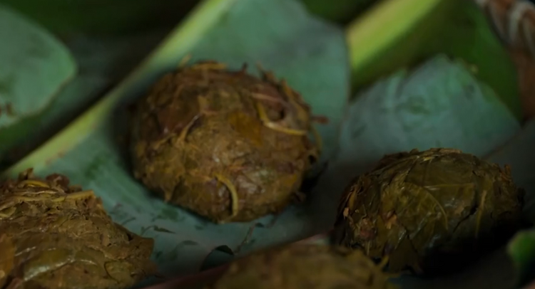 石榴籽·同心圓 | 布朗族：從千年茶農到世界遺産守護者