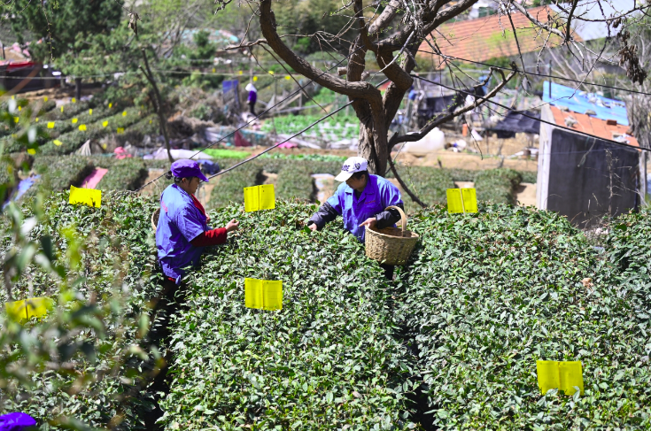 青岛崂山大田雨前有机茶开采 一周后市民可尝春天第一口“鲜”_fororder_图片5