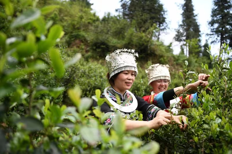 湖南省城步县举办第二届油茶文化活动暨首届峒茶文化活动_fororder_图片19