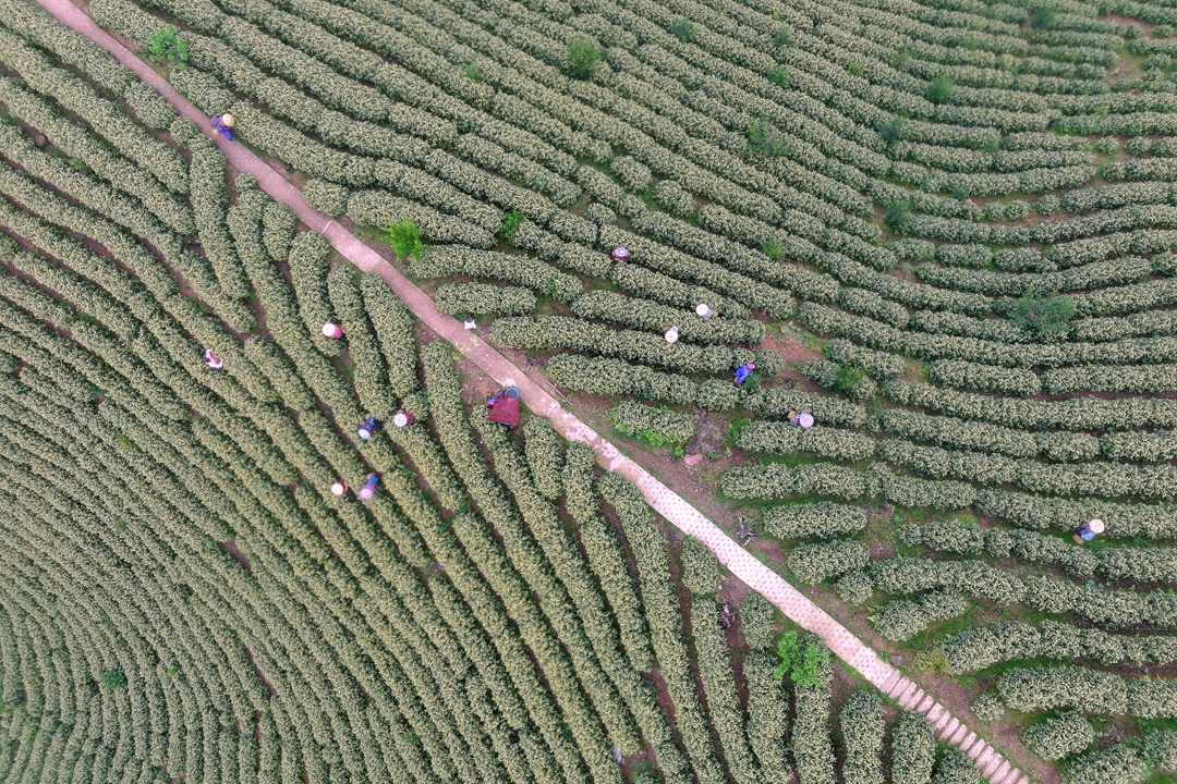 宣城旌德：生态茶园采茶忙_fororder_3