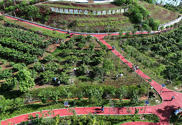 眉山仁寿：樱桃红了 村民富了_fororder_在仁寿县怀仁街道吊庆社区的樱桃园内，游客正在采摘樱桃。-供图-仁寿县委宣传部