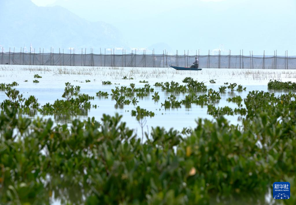 福建：耕海牧渔 建设“海上粮仓”