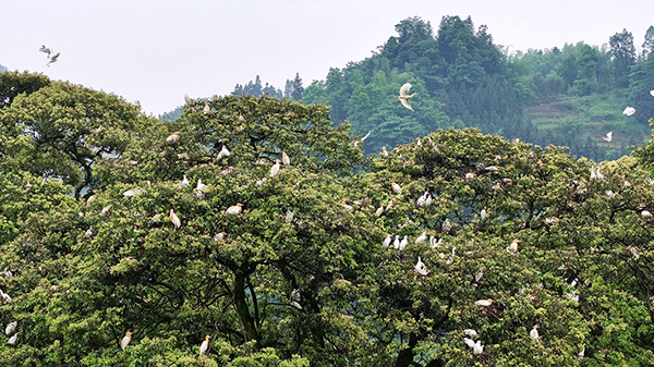 宜宾筠连：生态秀美 群鹭蹁跹_fororder_鹭群在桢楠树上--供图-筠连县融媒体中心