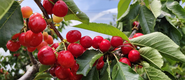  Promote the development of cherry industry in Chengcheng
