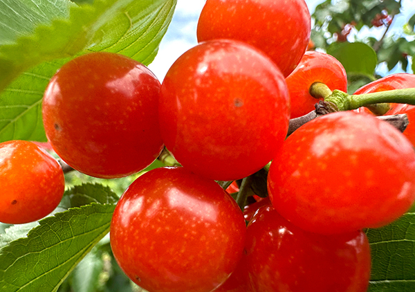 眉山仁寿：樱桃红了 村民富了_fororder_晶莹透亮的樱桃缀满枝头003-供图-仁寿县委宣传部