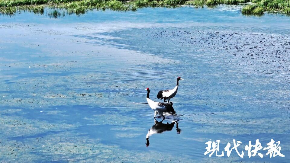 和谐共生｜解码“地球之肾”，中国湿地何以美出圈？